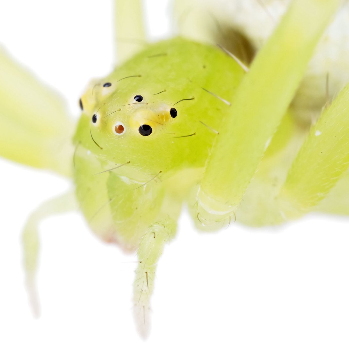 monday_spider tweet media