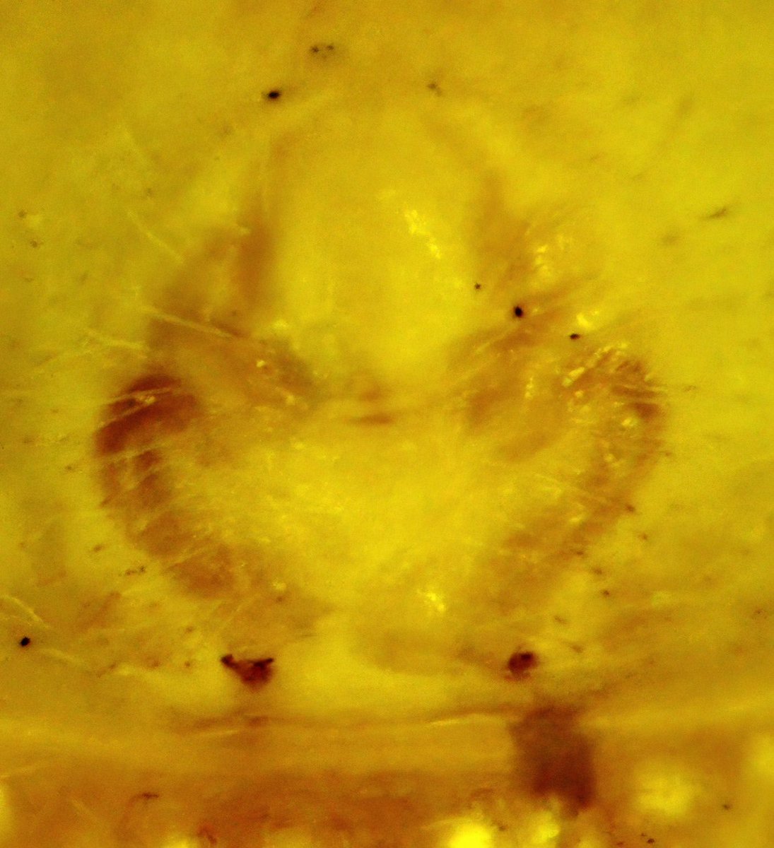 monday_spider tweet media