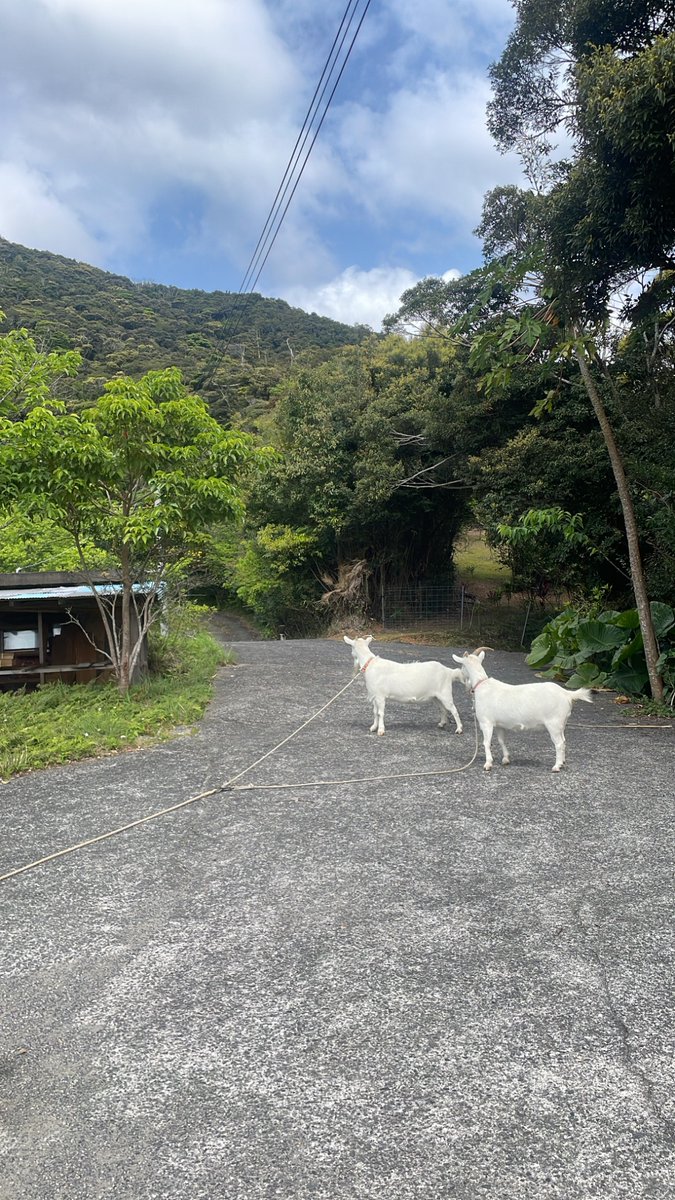 梅井美咲 Misaki Umei tweet media