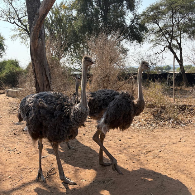 PelorusF's tweet photo. In Matetsi Private Game Reserve near Victoria Falls, conservation happens quietly. Our writer Savannah Varty joined patrols to see this work first hand:

https://t.co/fTgb2GfiV1

#conservation #matetsi #rangers #africa https://t.co/hw7zoRiqsG
