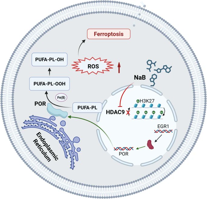 Journal of Experimental & Clinical Cancer Research tweet media