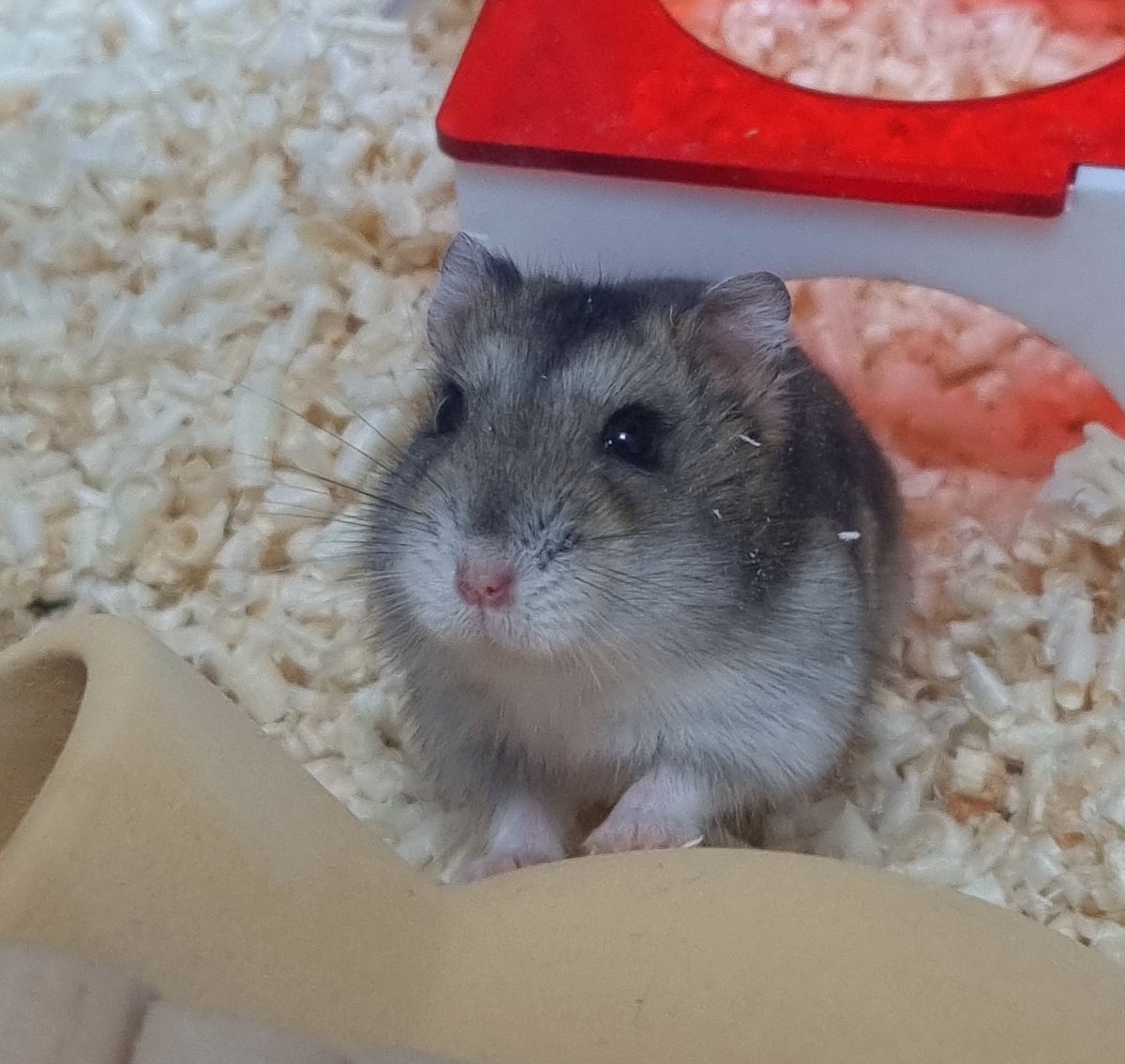 둥근햄 tweet media