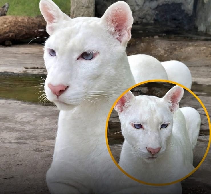 Extremely Rare! Albino puma with blue eyes & pink nose was ...