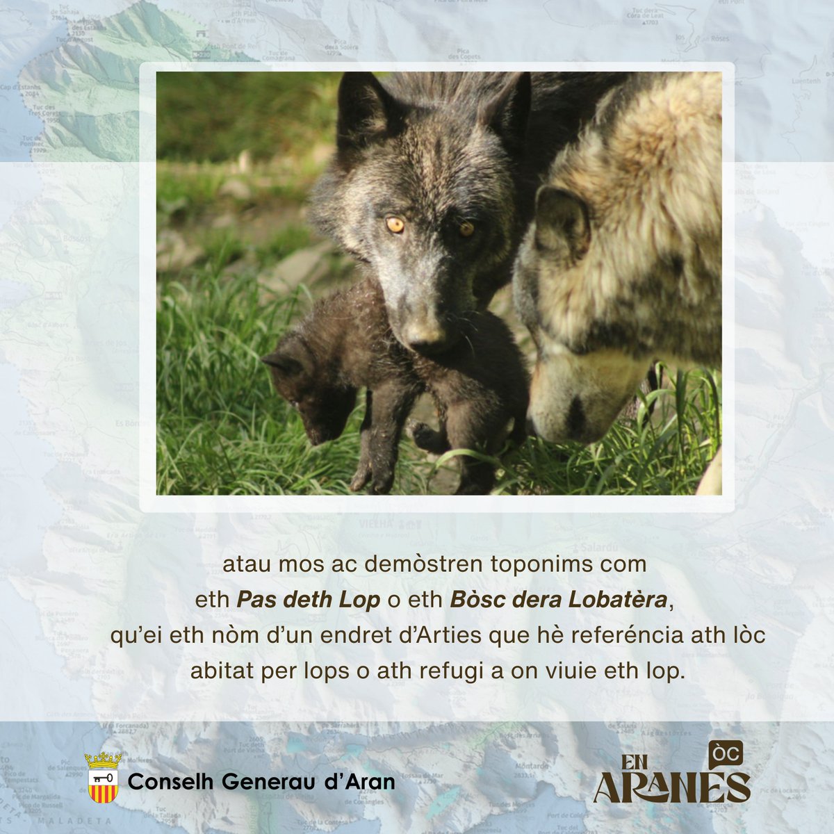 En Aranés tweet media