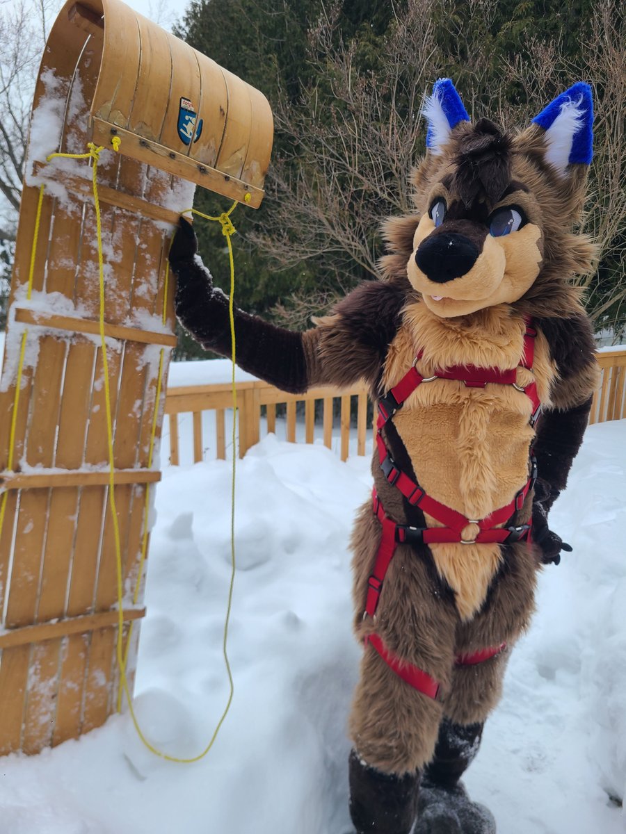 NovakTheWolfDog's tweet photo. It's been years, time to update!  Hi! I'm Novak!~ A wolfdog in Ontario who loves to travel, watch bad movies with friends, snug with friends, and be outdoors~ Furry, pup, kink-friendly, and poly~ Feel free to hmu~ <3 (NSFW🔞)

AD: @NovakInTheDark
Pup Account: @Pup_Novak https://t.co/uJWbkul4M9
