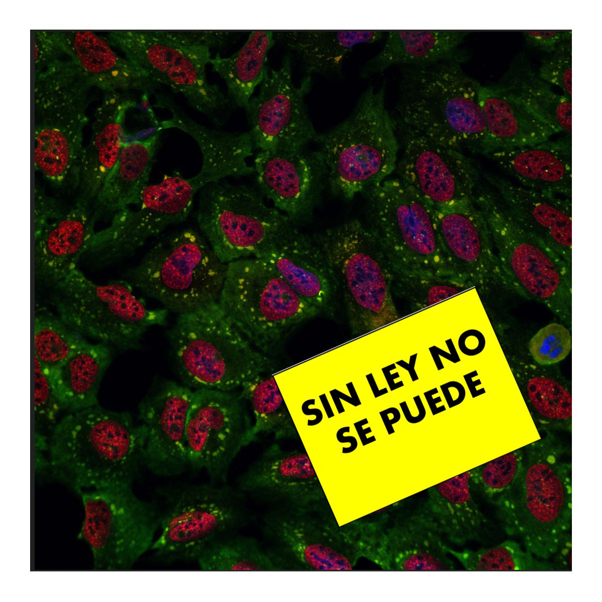 Diego Presman tweet media