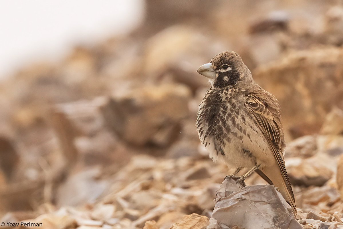 Yoav Perlman tweet media