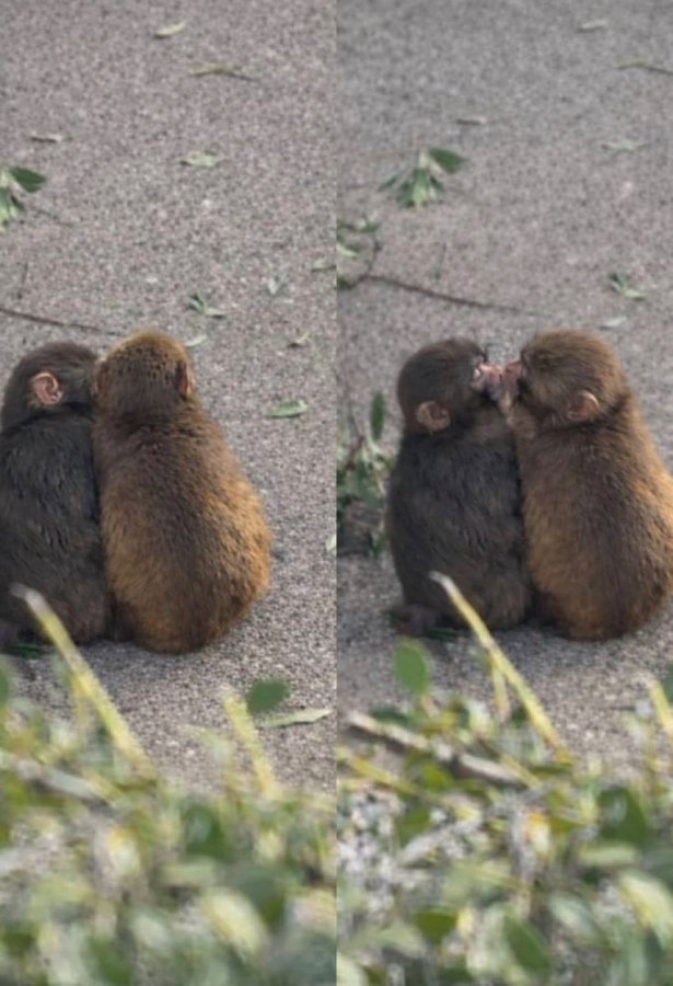 🔴 The famous monkey Punch has started spending time with a female monkey.