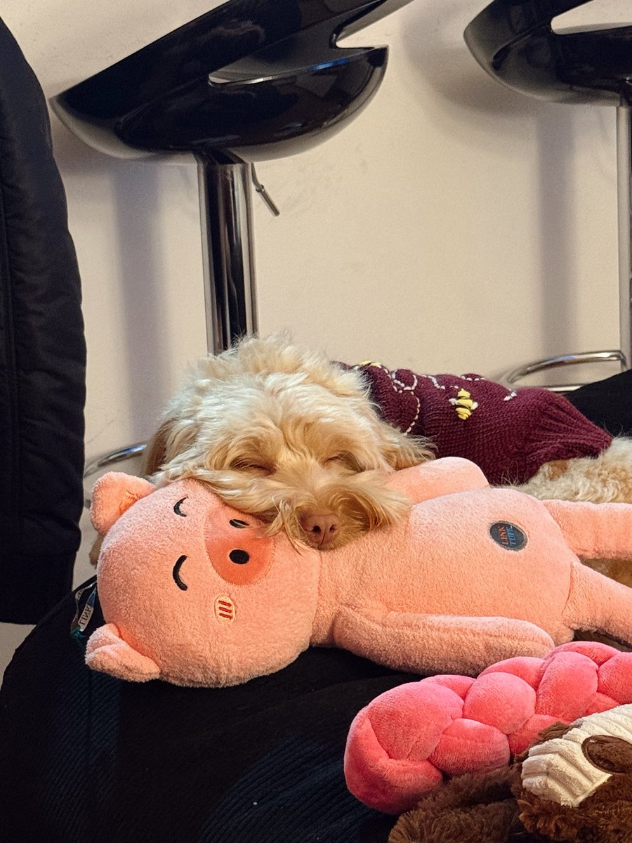 Daniela Riaño tweet media