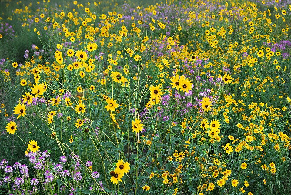 Erica Verrillo tweet media