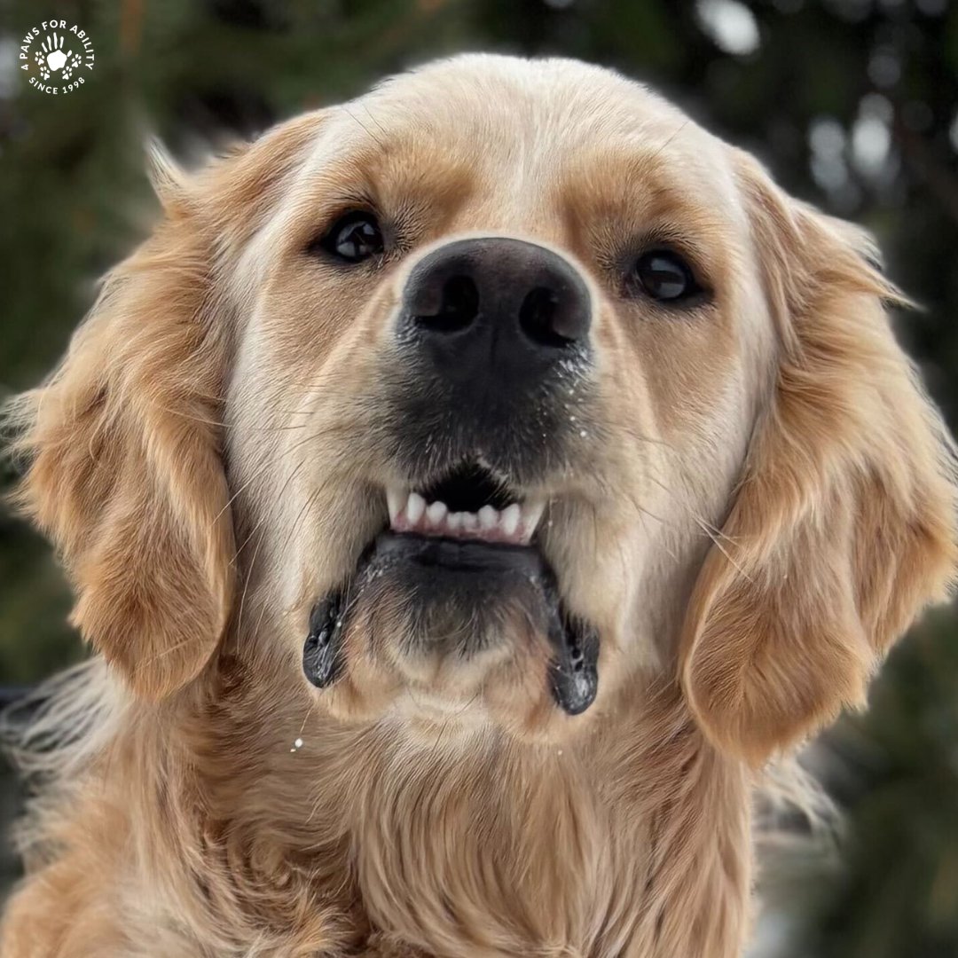 4 Paws For Ability tweet media