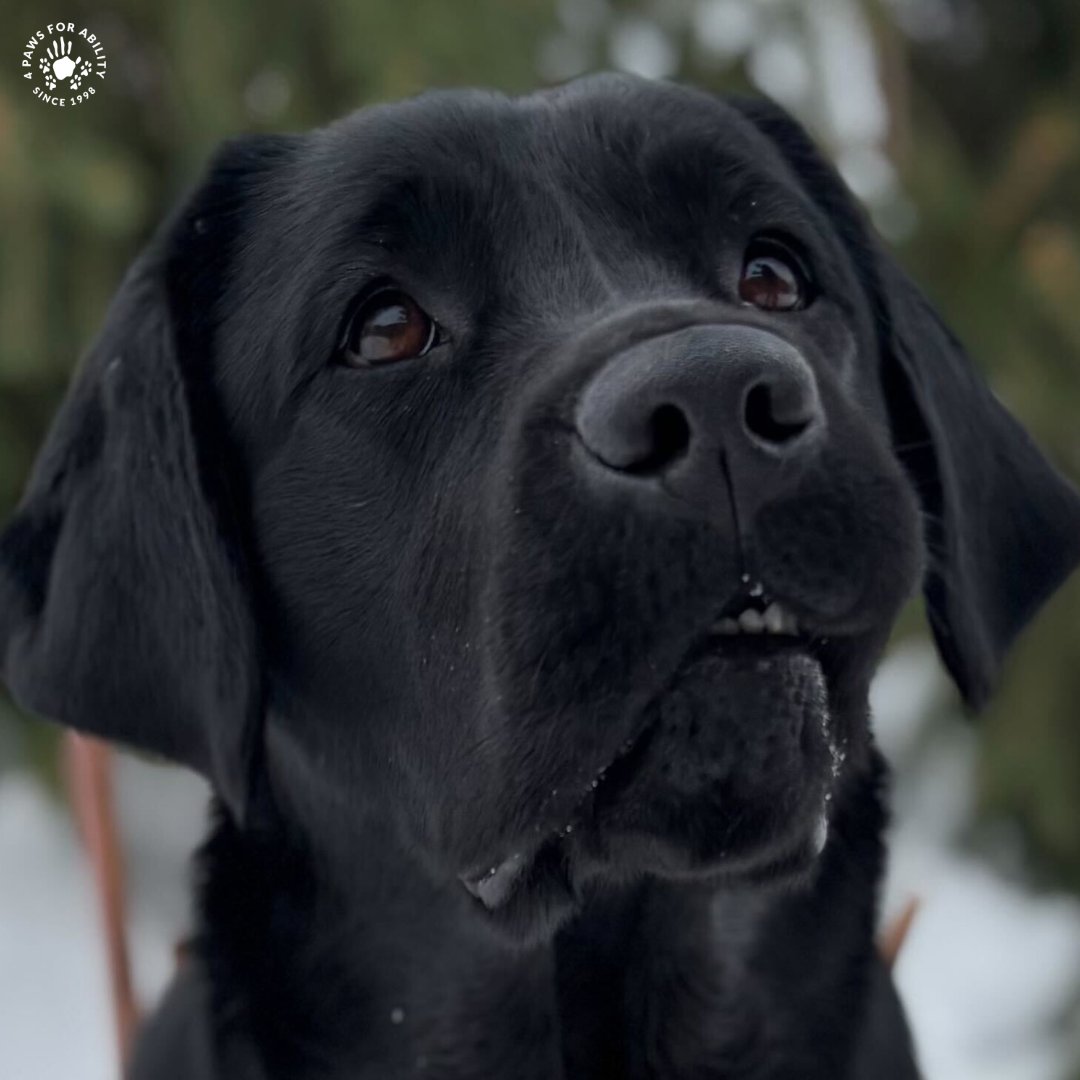 4 Paws For Ability tweet media