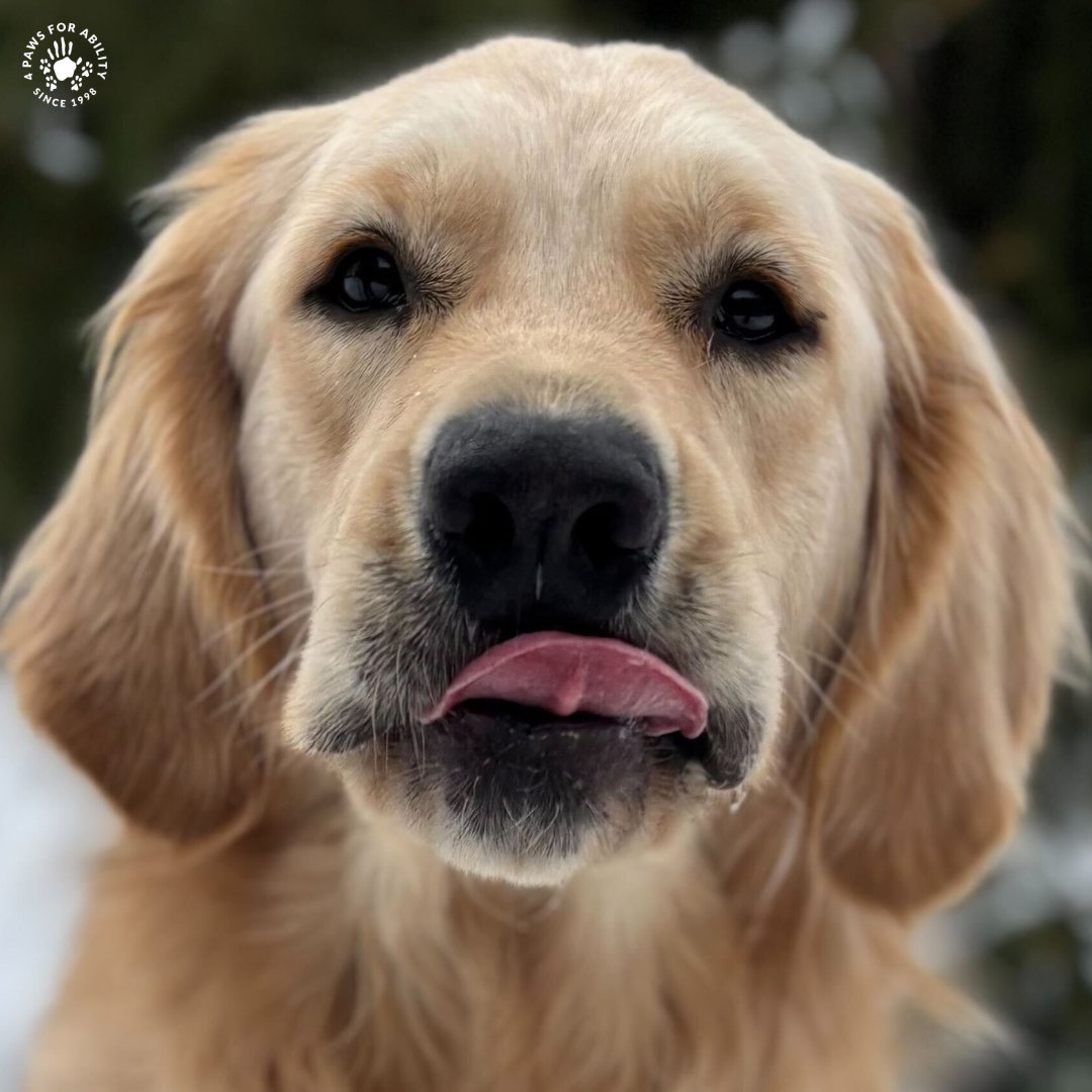 4 Paws For Ability tweet media