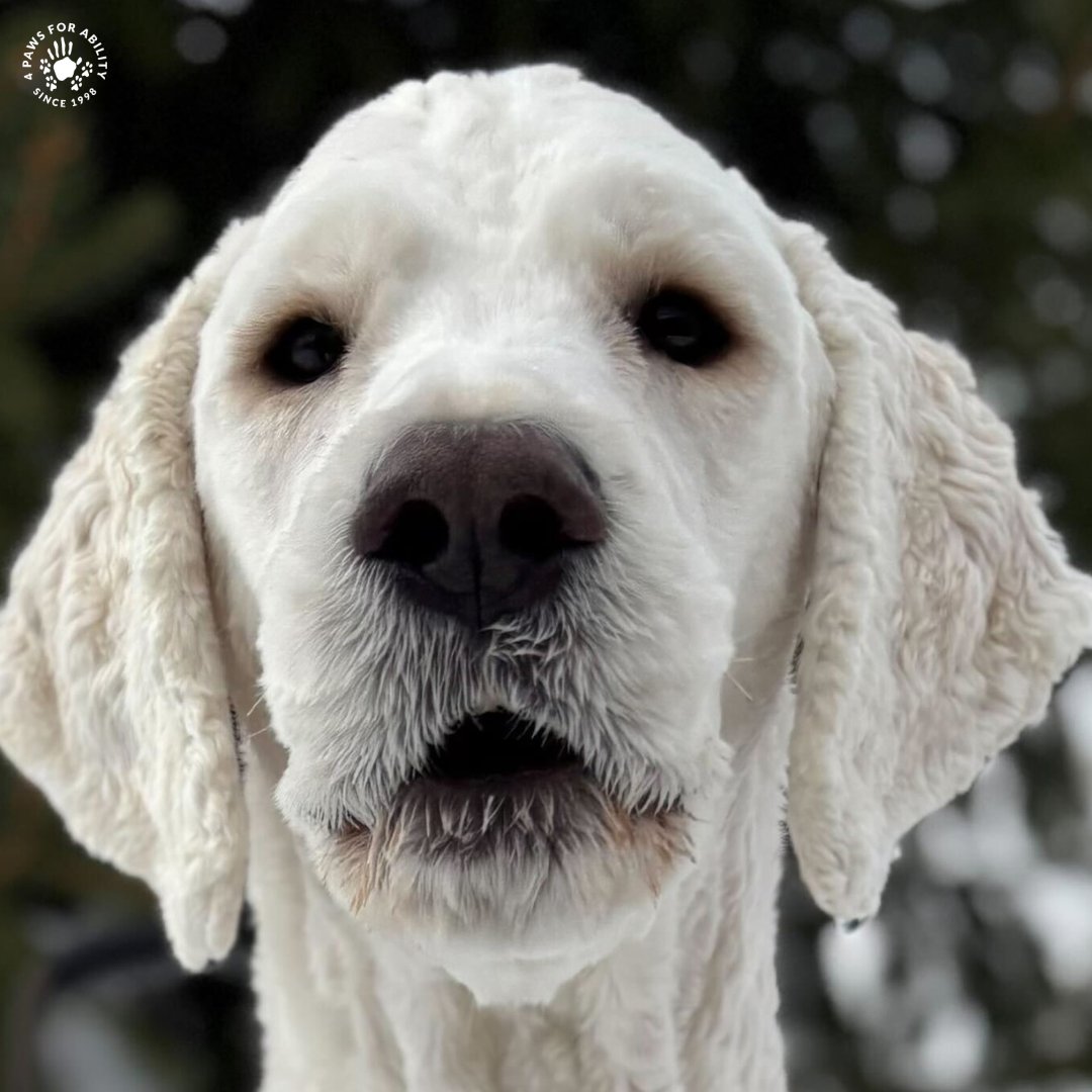 4 Paws For Ability tweet media