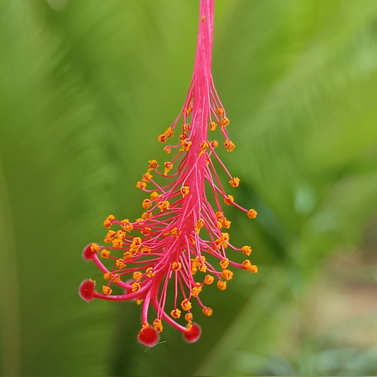 Macro love..!! 

#hibiscus