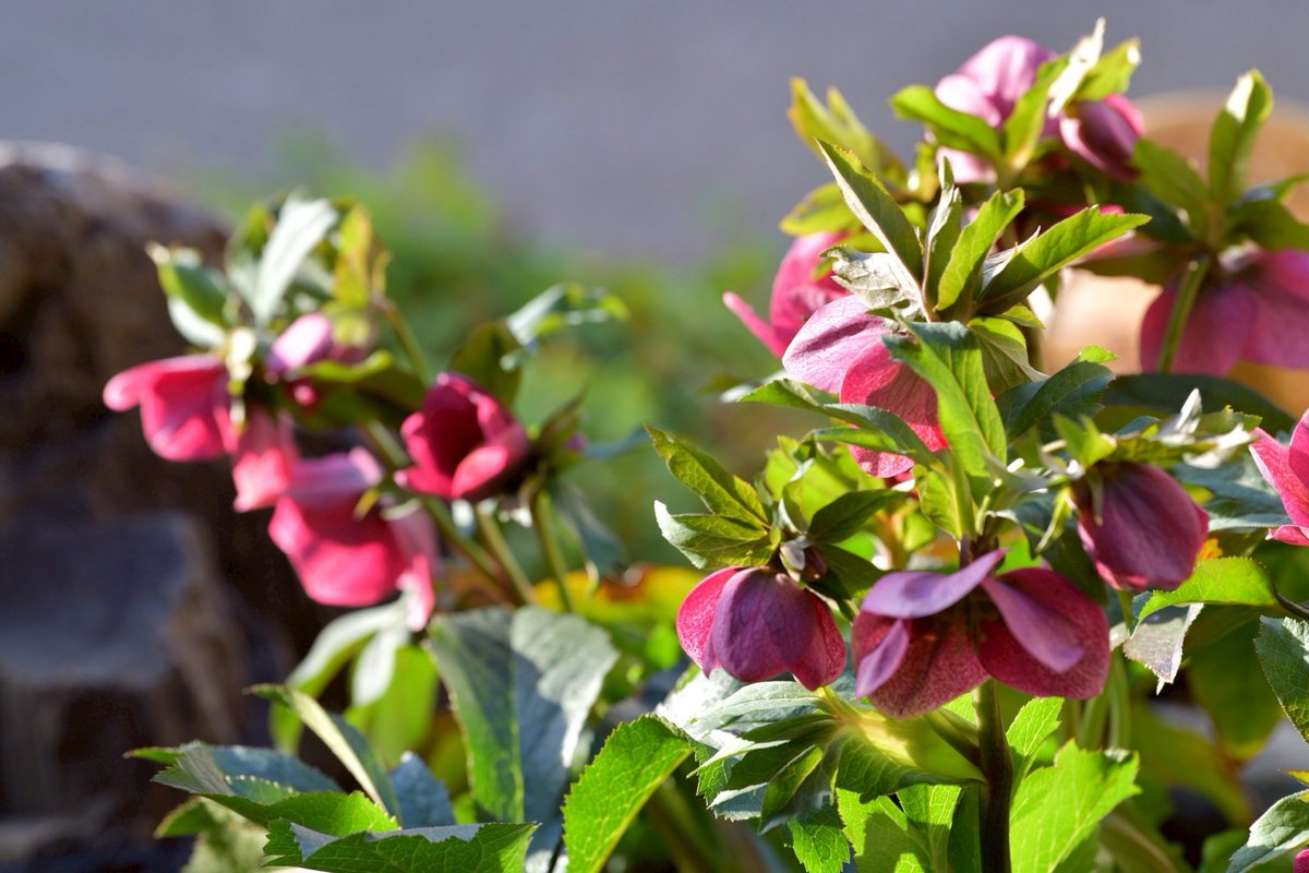 p.himapa tweet media