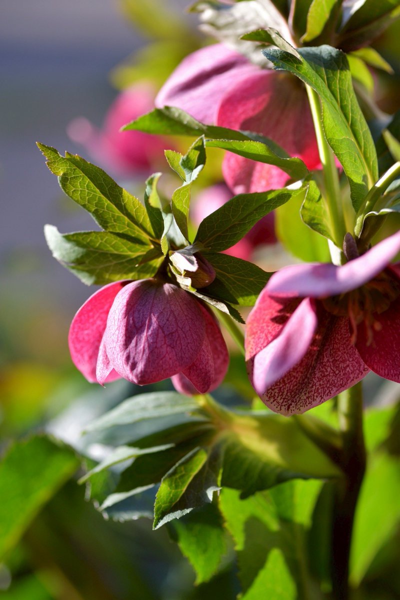 p.himapa tweet media