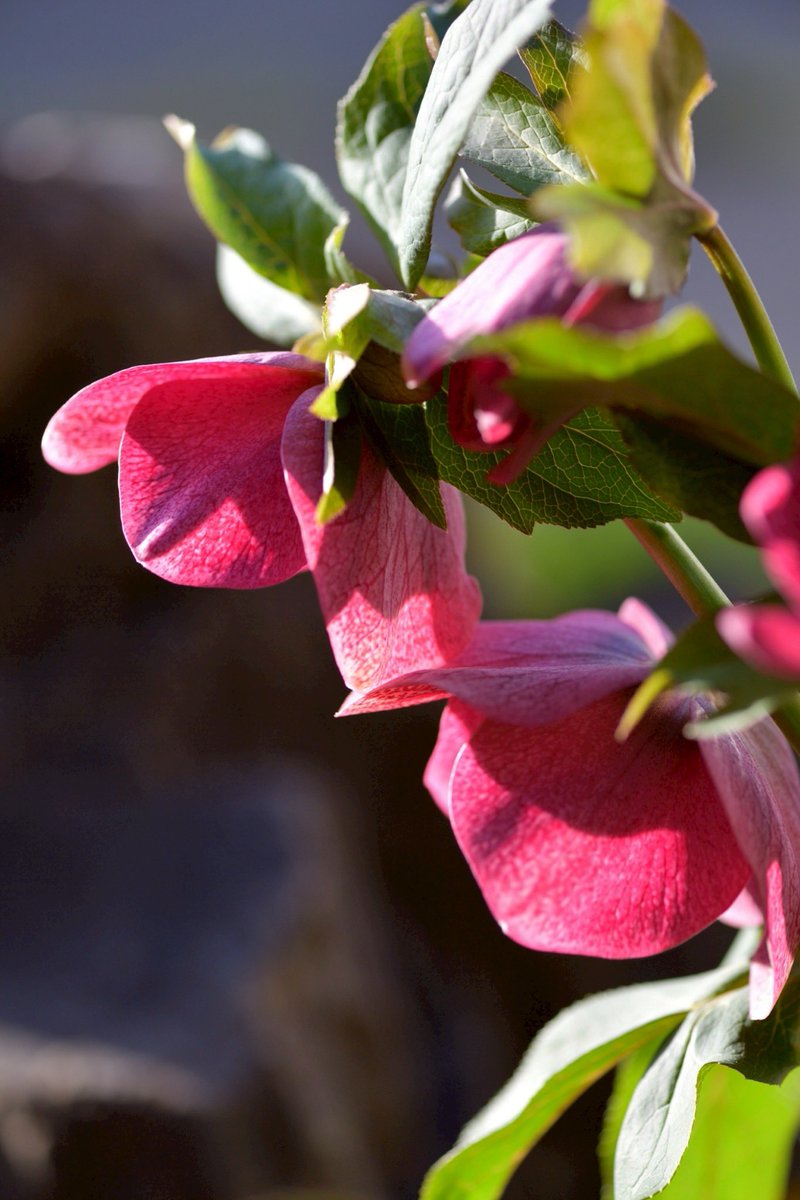 p.himapa tweet media