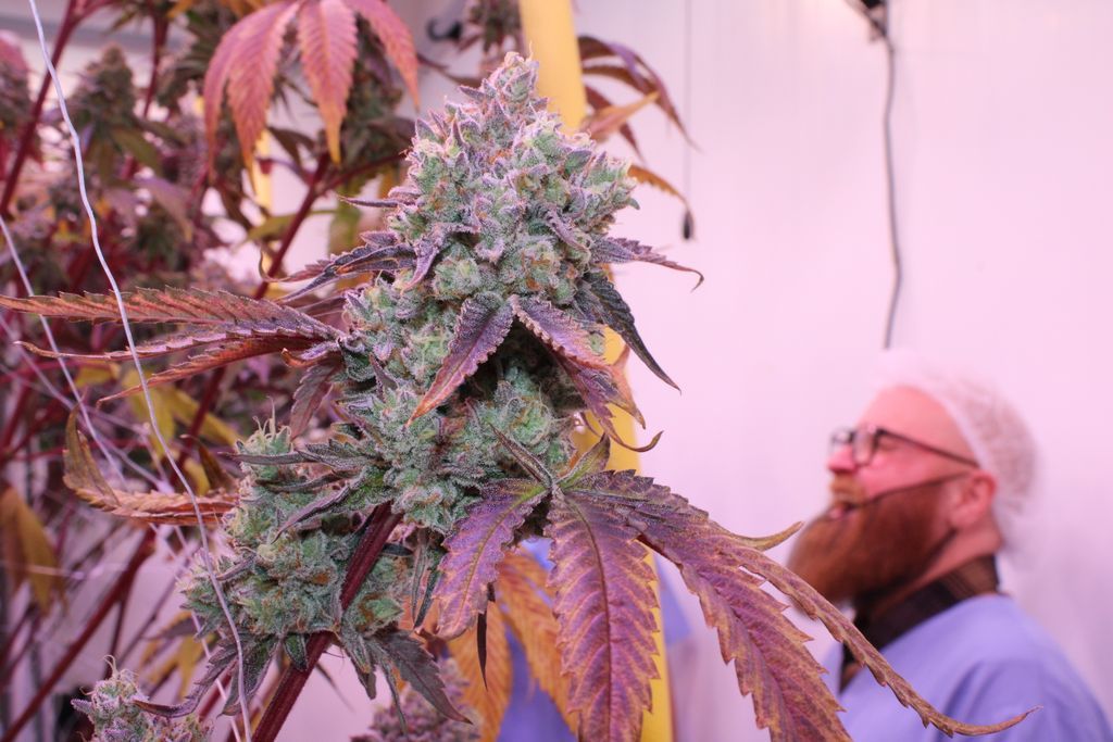 The Victoria Cannabis Company tweet media