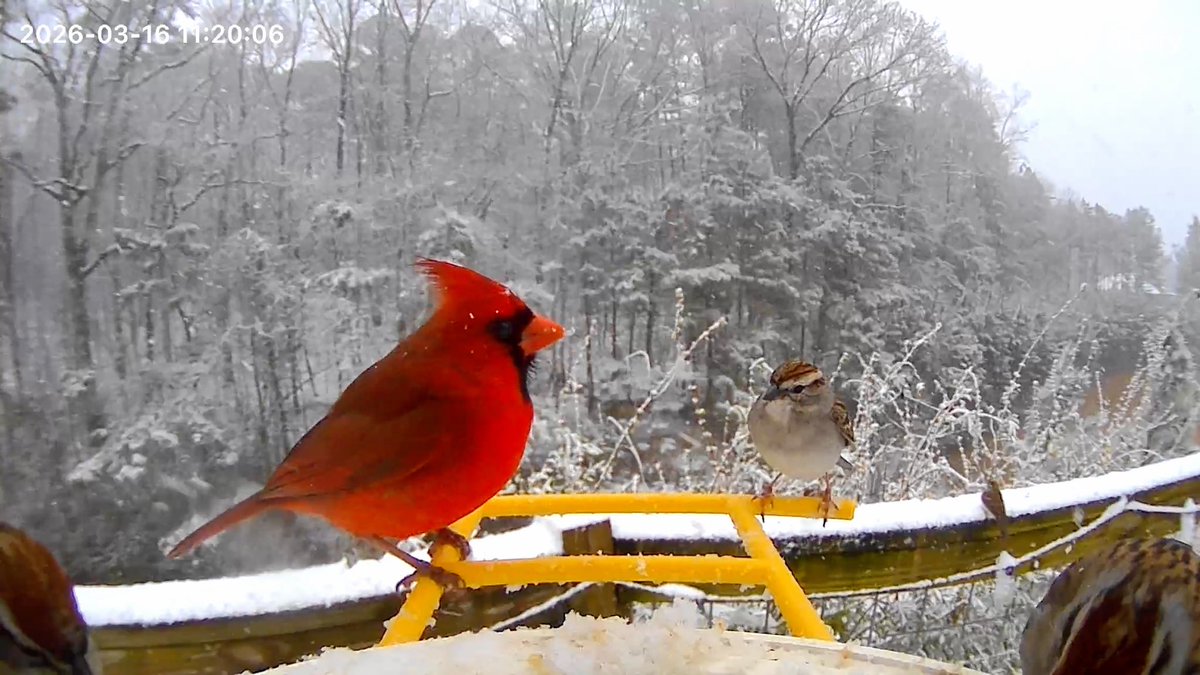 YOUNGTY's tweet photo. Wasn’t expecting this here in central Alabama today.    Trussville , AL @NWSBirmingham @foxweather @weswyattweather @WeatherNation @WBRCnews https://t.co/wYx44NViWg