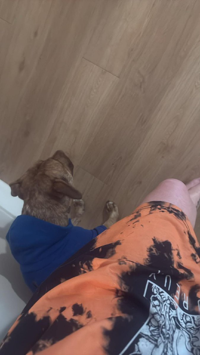 LillithGhost's tweet photo. Training for some DbD in real life apparently since my dog believes he has to protect me and I fight the robot vacuum off singularity come get your robot back 😅
#DBDCommunity #FBD https://t.co/MVbGXeaA3u
