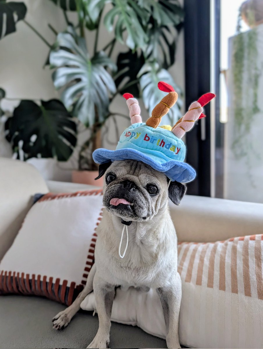 simplyborja's tweet image. Happy Bday 🎈🎂🎉 #10 #pug