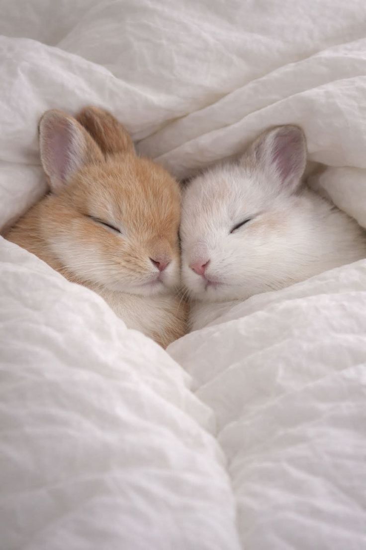 thepopularanimals tweet media