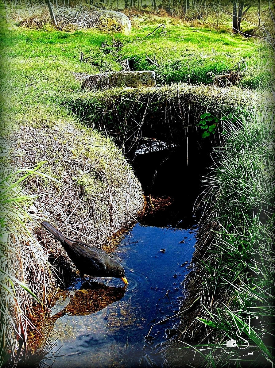 Mário Silva - Fotografia & Pintura tweet media