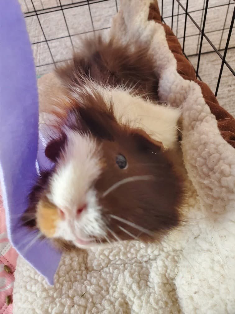 Critter Corral GPR tweet media