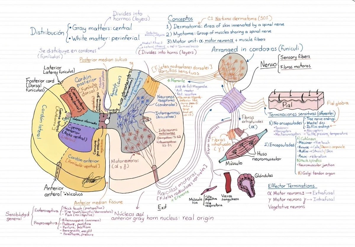 Oren Gottfried, MD tweet media