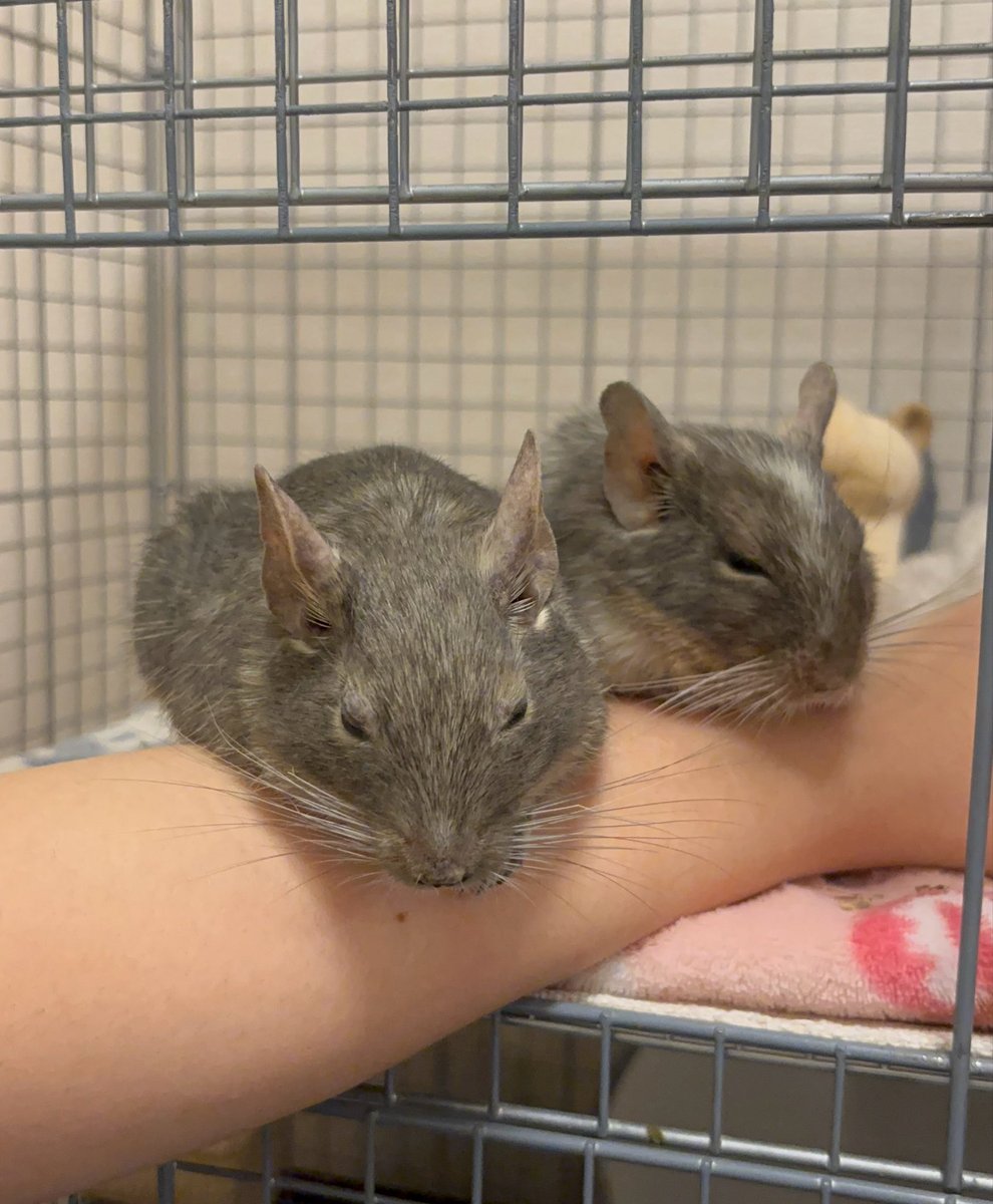 まったり仲良し☺️🐭🐭✨

#デグー