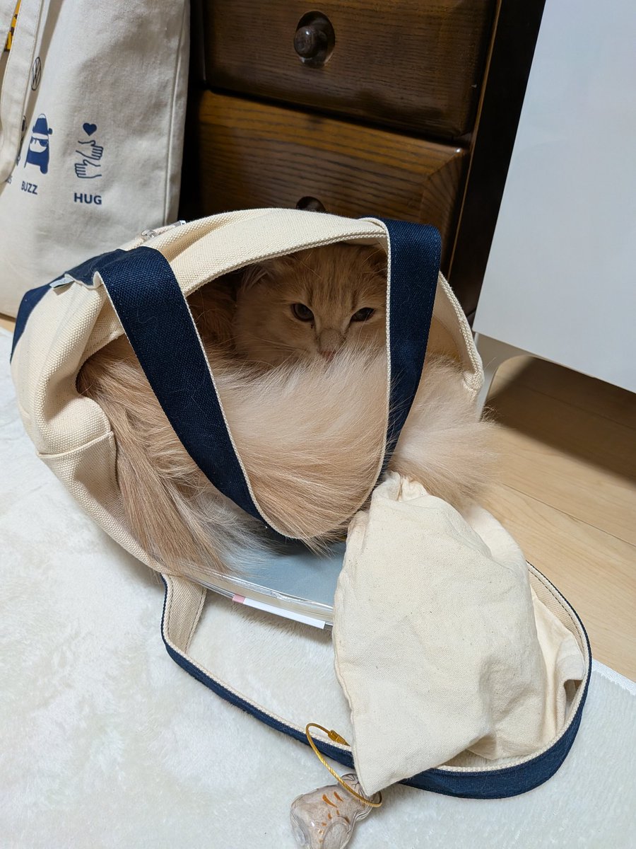 chon448's tweet photo. 私の仕事用カバンの中身かき出して入るの可愛すぎ🫶🏻︎💕︎︎(カバンは毛だらけ) https://t.co/VH5PrhO19H