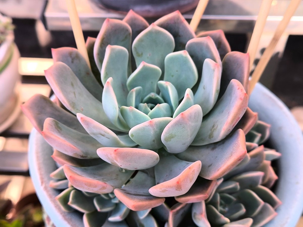 Matias Goris tweet media