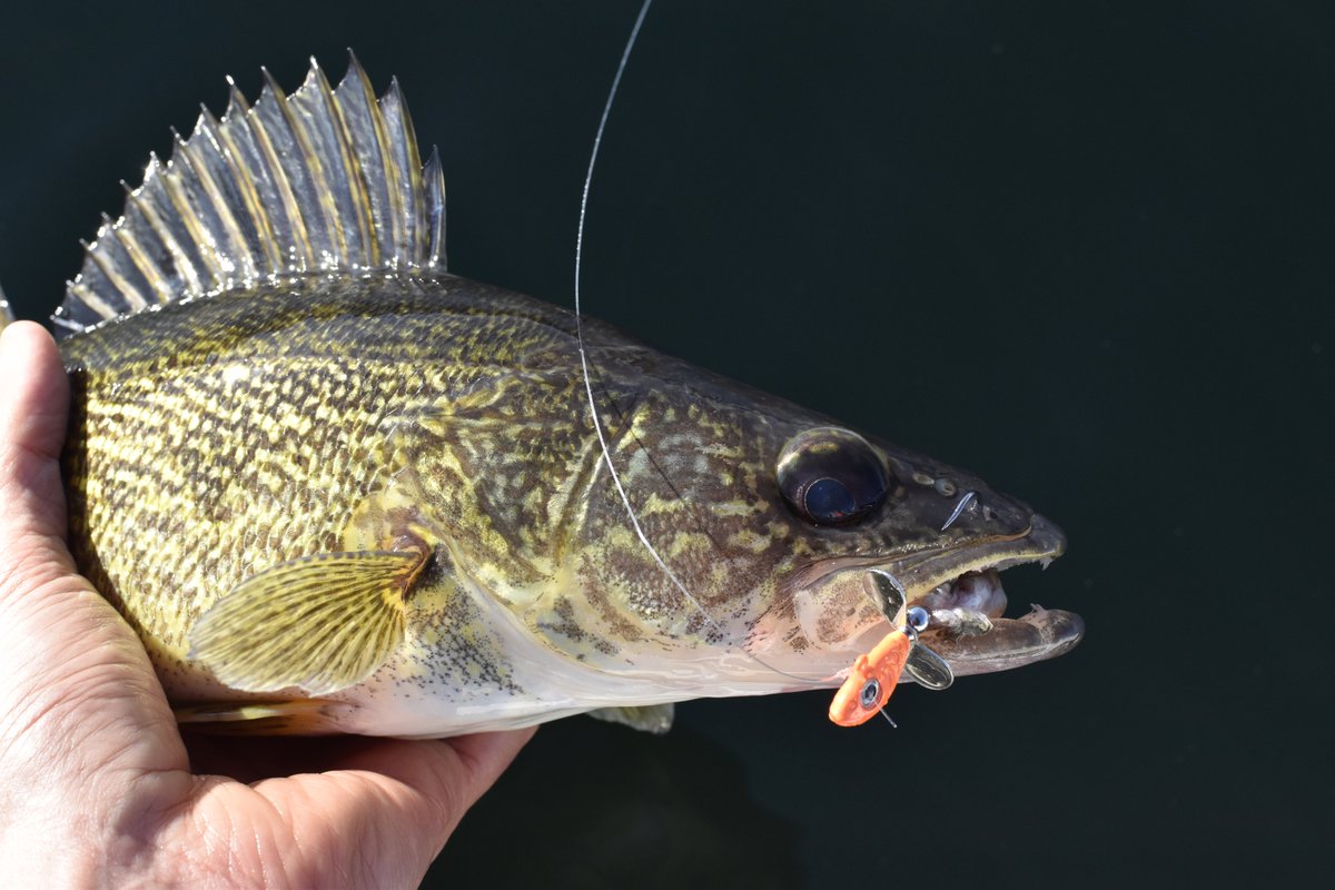 Ontario Out Of Doors tweet media