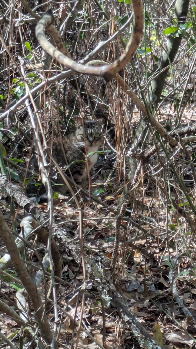 Andrei Sourakov tweet media