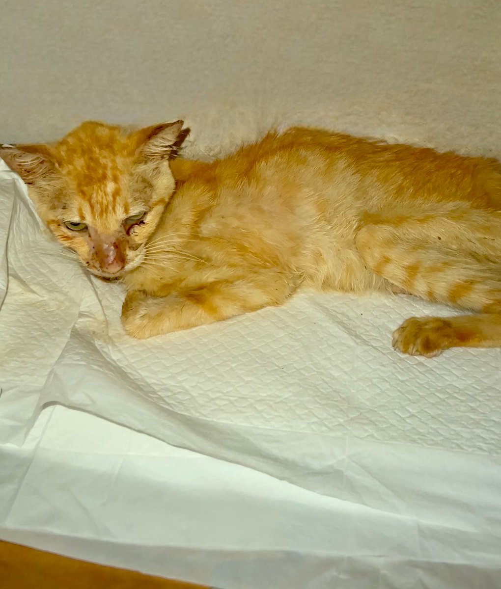 Gatinhos da Di 🐈 Abrigo Davi tweet media