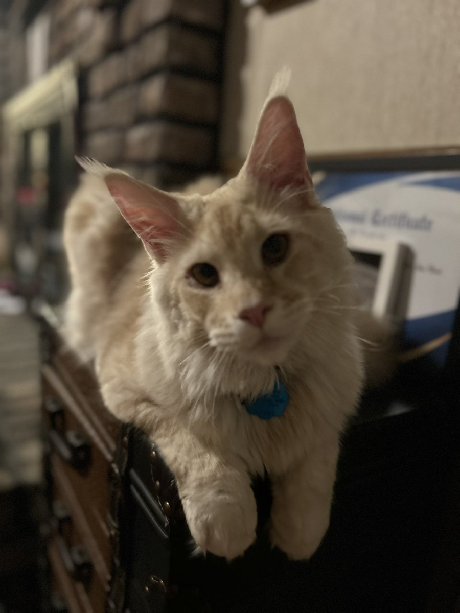 ambermc.eth AV💥💜🫶🏻 #AcidBabe $S tweet media