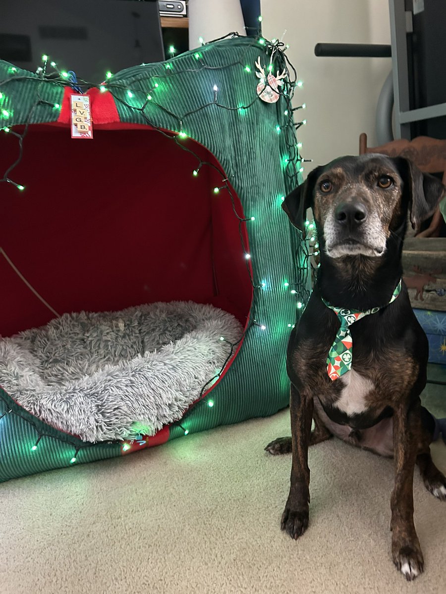 Lucky and Angel Zenith 🌈 tweet media