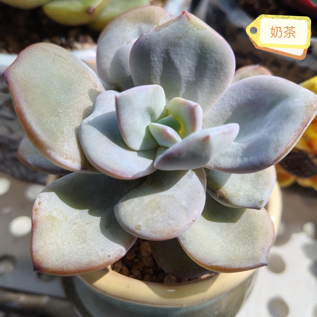 Federica lazzarini tweet media