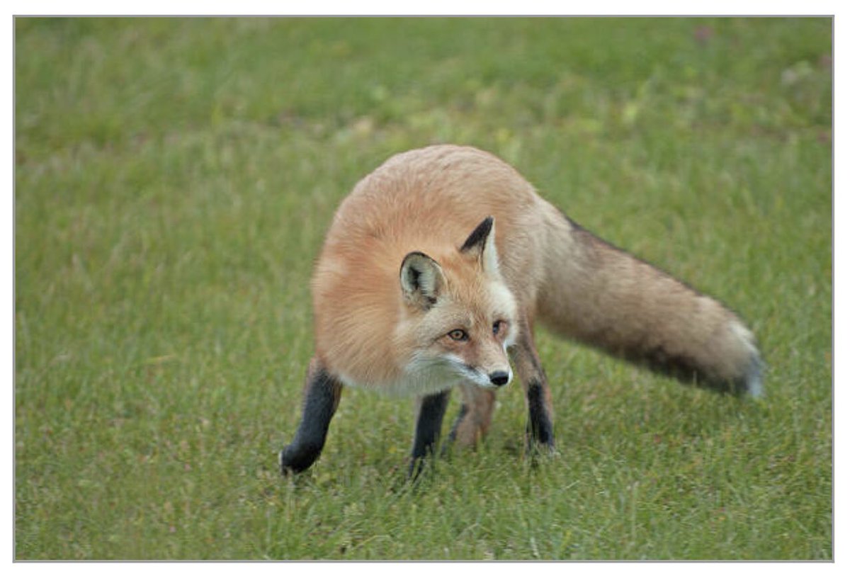 shonna99784's tweet image. Intensely Curious Red Fox in a Grassy Field - Art Print shonna-hawkins.pixels.com/featured/inten…

To purchase this print, click on the upper link. Products available as well.

#Intensely #Curious #RedFox #GrassyField #VulpesVulpes #ArtPrint #HomeDecor #FinePrint #ShonnaHawkinsPixels #BuyIntoArt