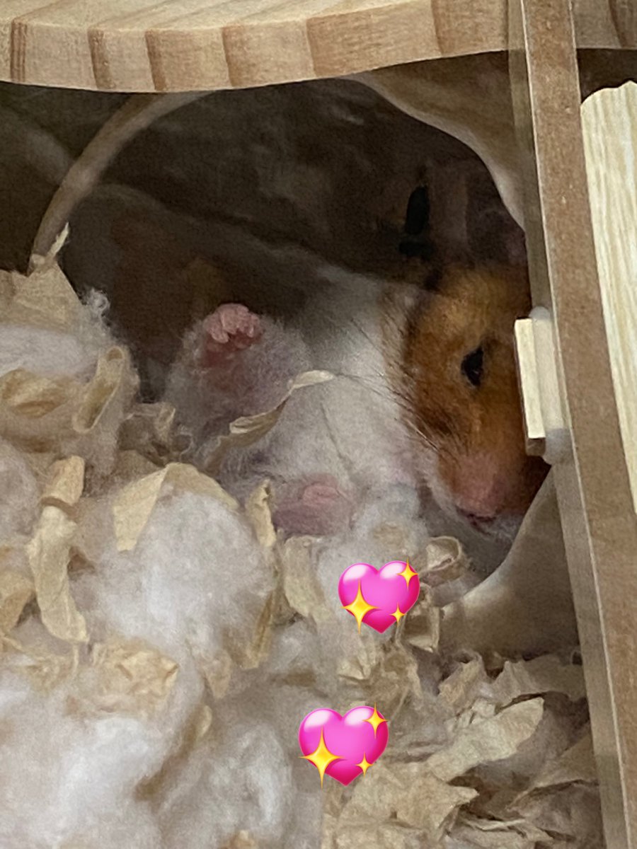 rakkyo_ham's tweet photo. 足をピンとして 小屋でくつろいでました🐹⭐️

#ハムスターのいる暮らし
#ハムスターのいる生活
#ゴールデンハムスター
#ハムスター好きと繋がりたい
#ハムスター https://t.co/huQkk1n4sj