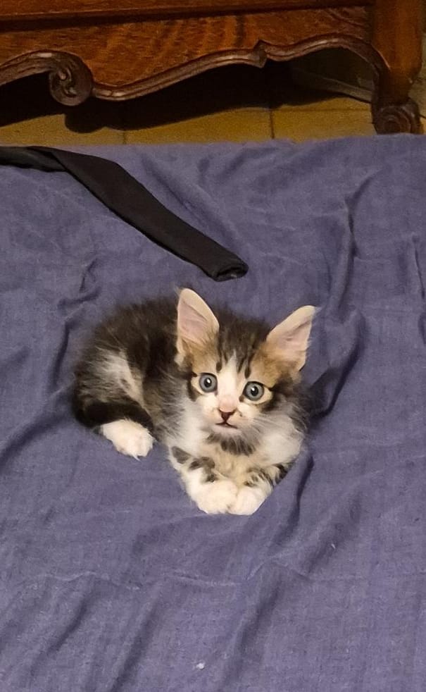 Rosendo Sigfrido 🌻 tweet media