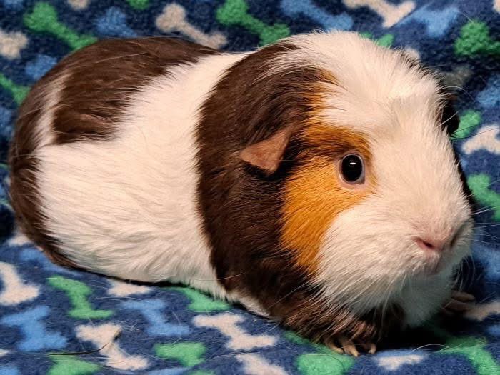 Critter Corral GPR tweet media