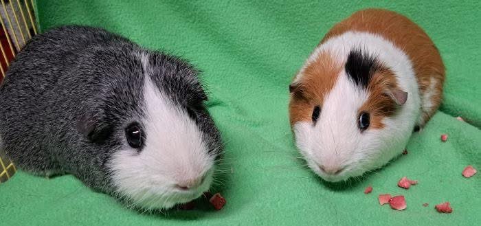 Critter Corral GPR tweet media