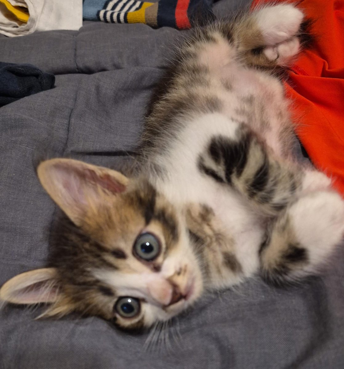 Rosendo Sigfrido 🌻 tweet media