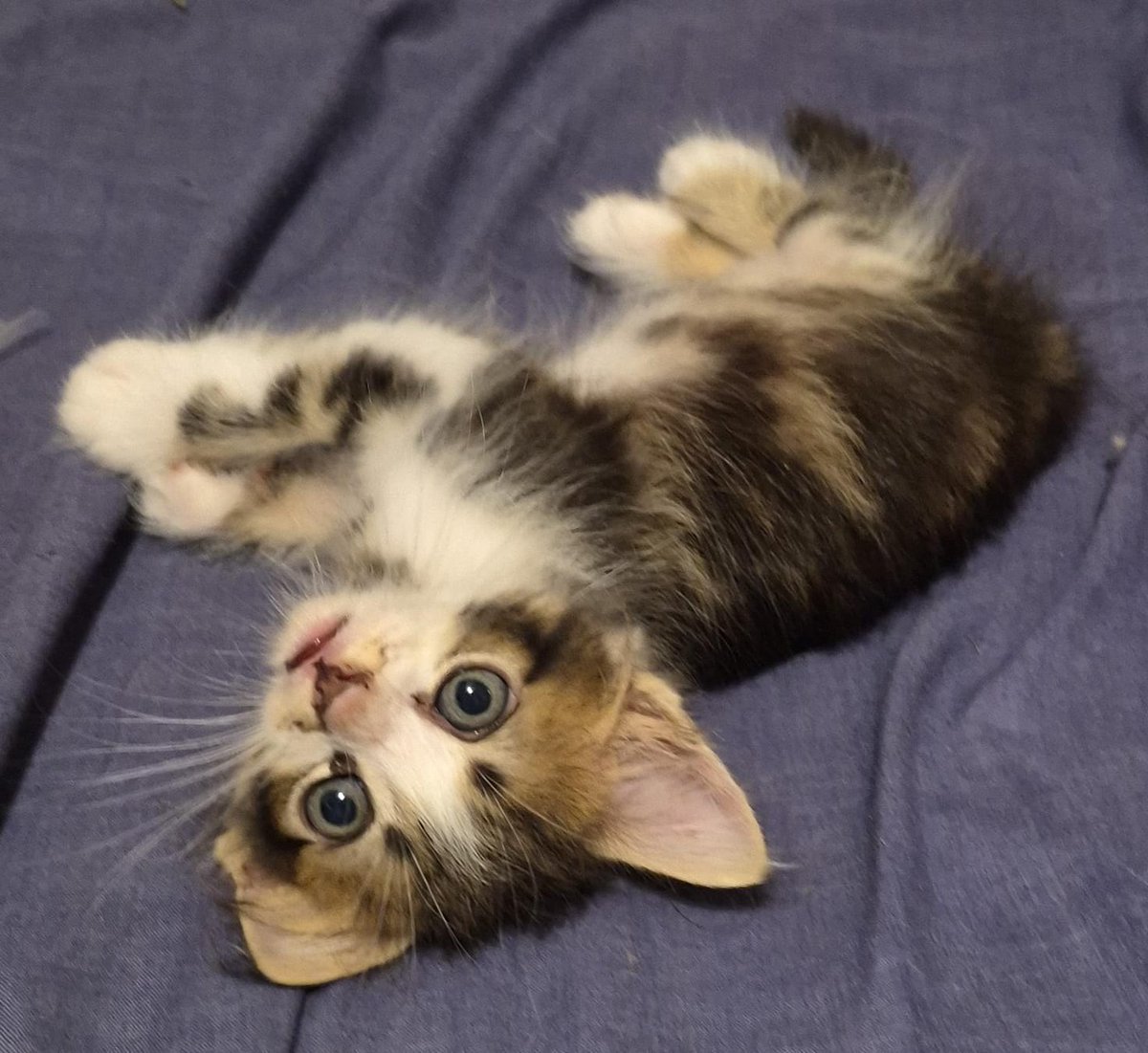 Rosendo Sigfrido 🌻 tweet media