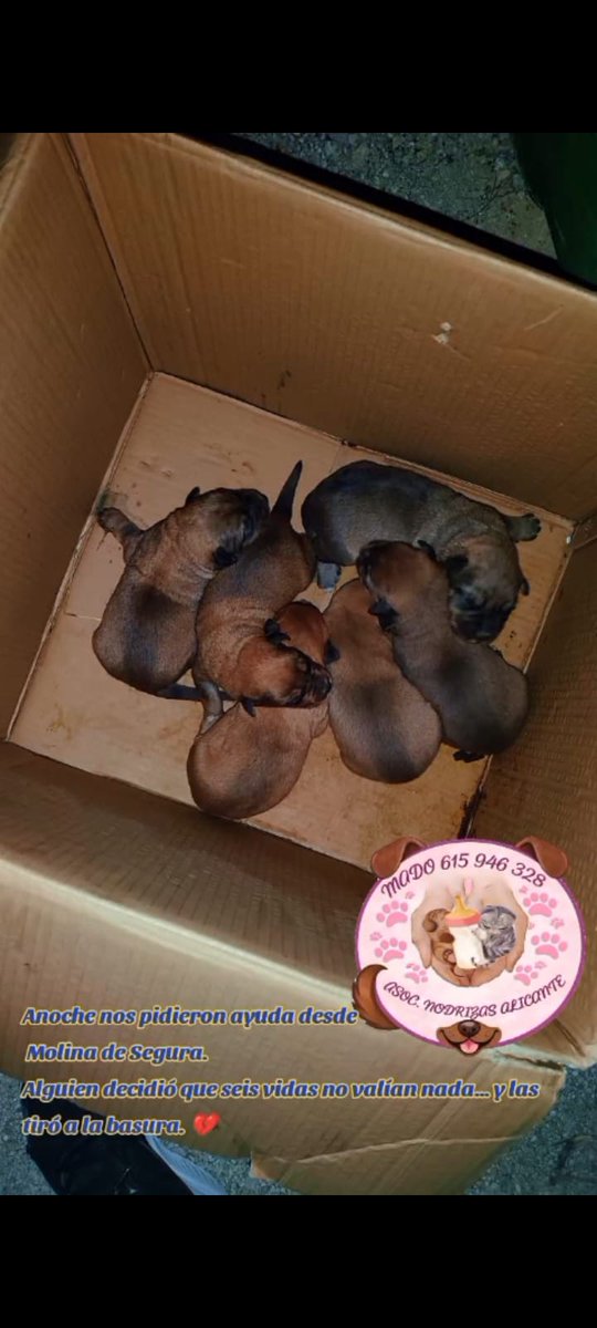 Anoche nos pidieron ayuda desde Molina de Segura.
Alguien decidió que seis vidas no valían nada… y las tiró a la basura. 💔
Ahora están a salvo, pero necesitan todo: cuidados, alimento y una oportunidad de tener una familia que sí los quiera.

 Alicante
 Mado 615946328