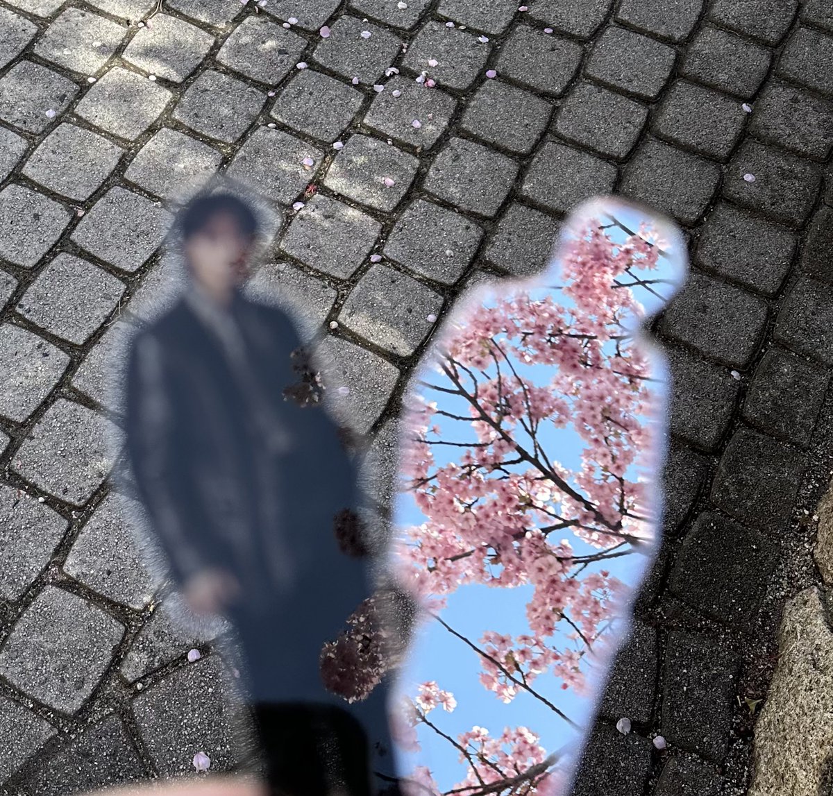 maitaketem_pura's tweet photo. ギャラクシー剛さん、2度目の桜の季節ですね
週末、もう咲いてる桜を見つけて即席お花見🌸
#GalaxyGo #綾野ギャラクシー剛と https://t.co/CoOFL1t1xv