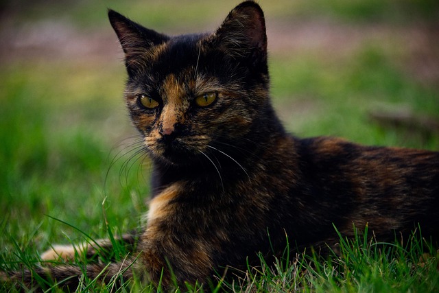 Harlow Pearson tweet media