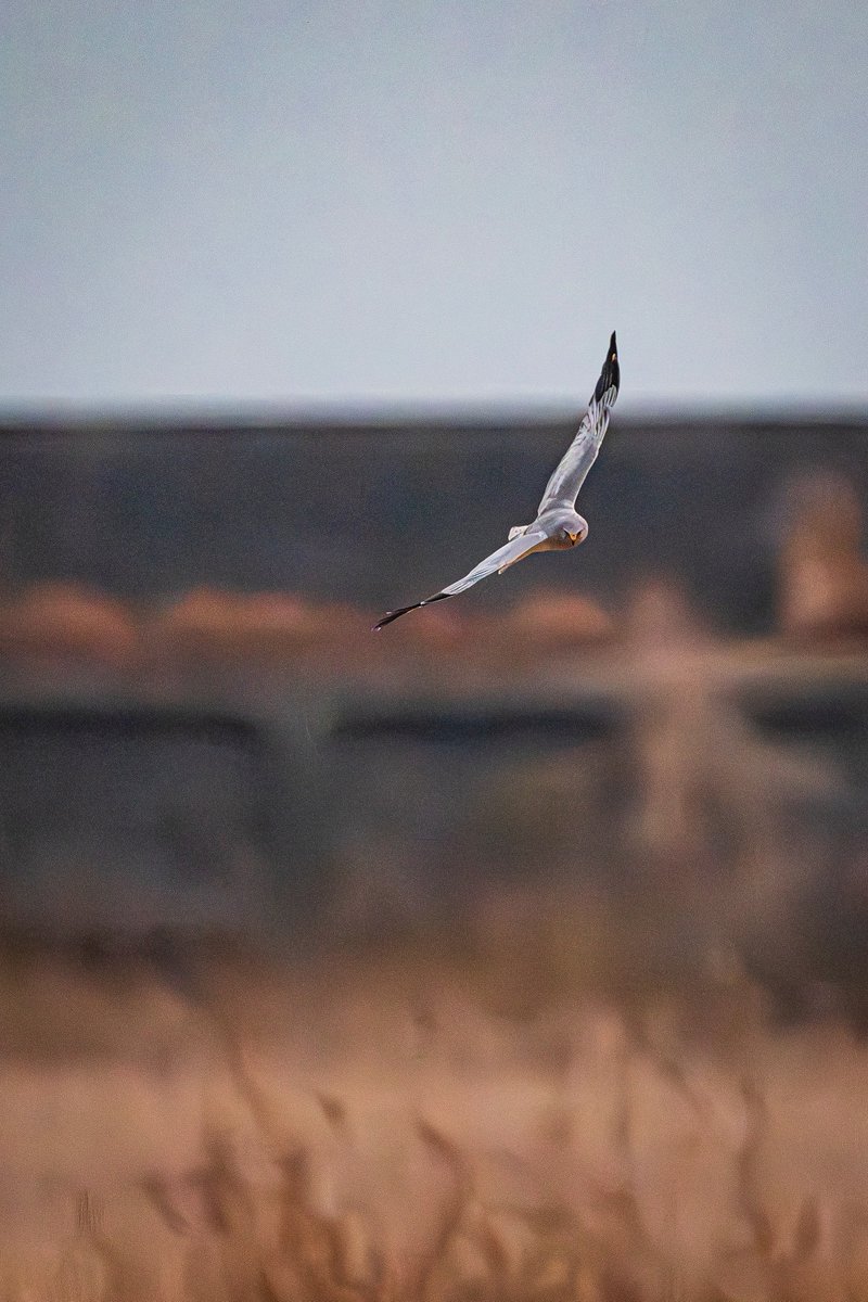 まいる tweet media